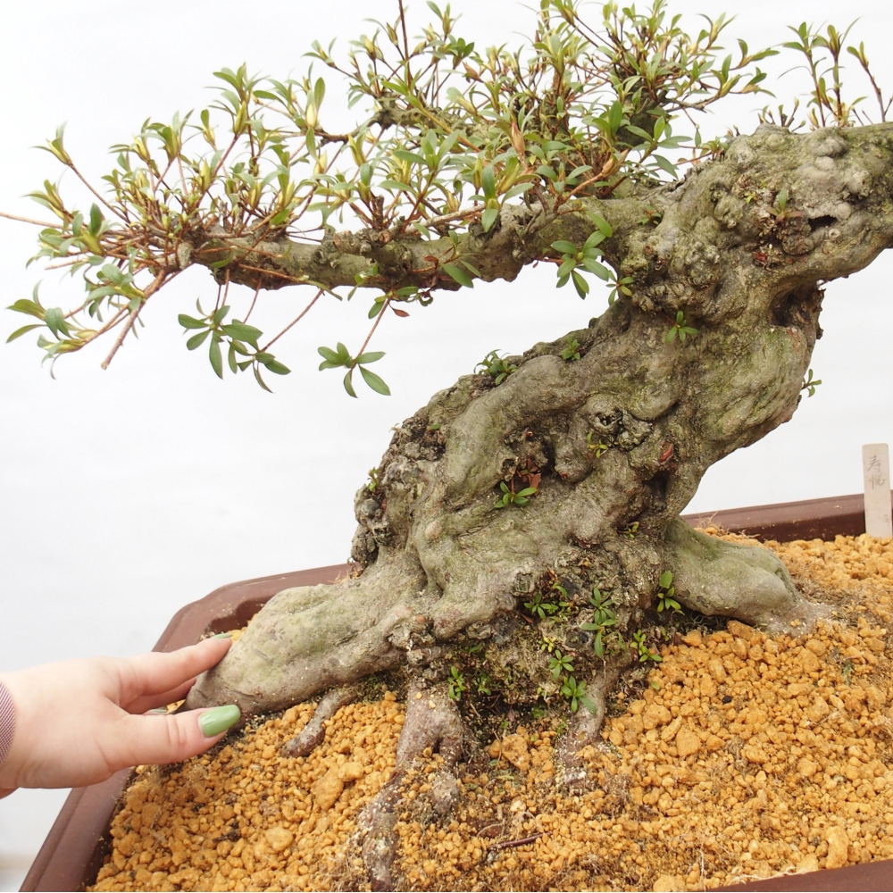 Venkovní bonsai - Japonská azalka - Azalea Hekinan-no-Tsuki
