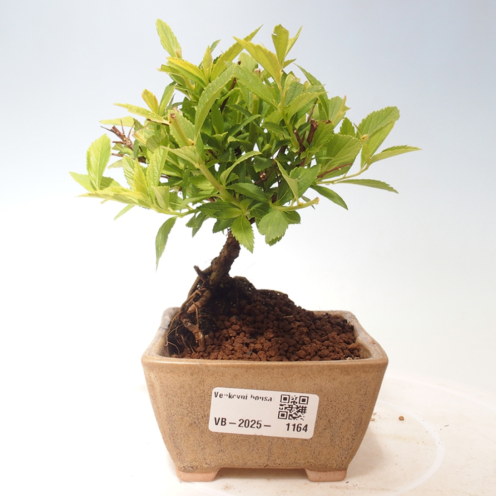 Venkovní bonsai -malolistý tavolník - Spirea japonica GENPSI