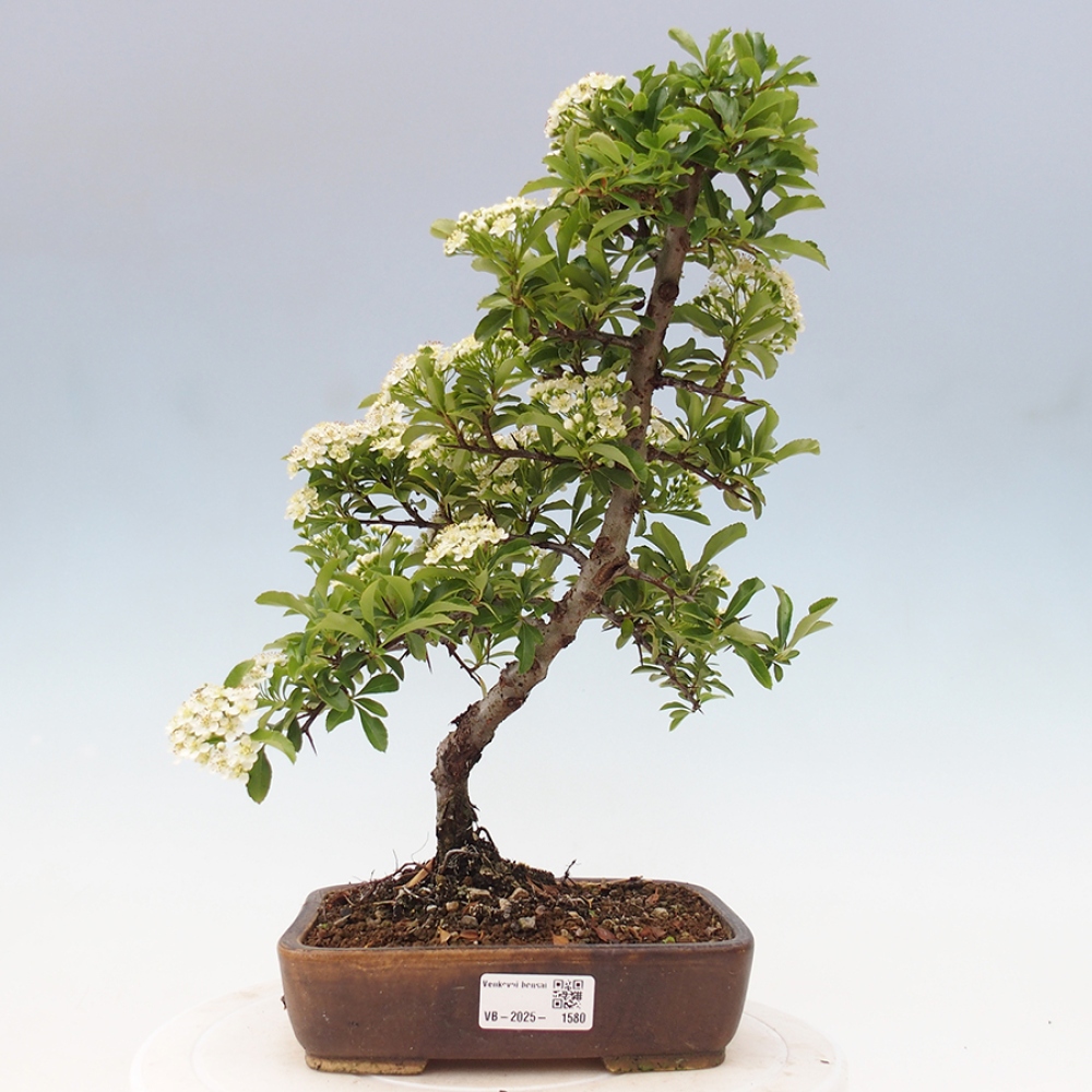 Venkovní bonsai-Pyracanta Teton -Hlohyně