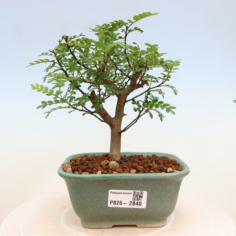 Pokojová bonsai - Zantoxylum piperitum - Pepřovník