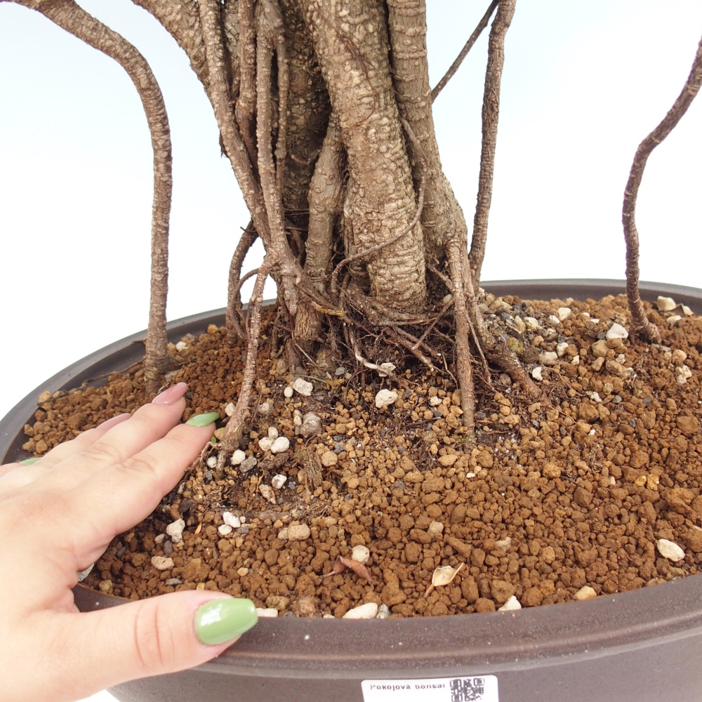 Pokojová bonsai - Ficus kimmen -  malolistý fíkus - POUZE OSOBNÍ ODBĚR nebo paletová přeprava