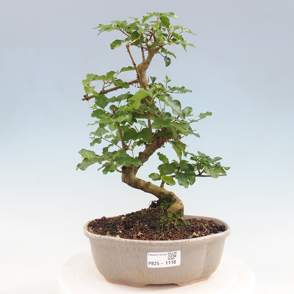 Pokojová bonsai -Ligustrum chinensis - Ptačí zob