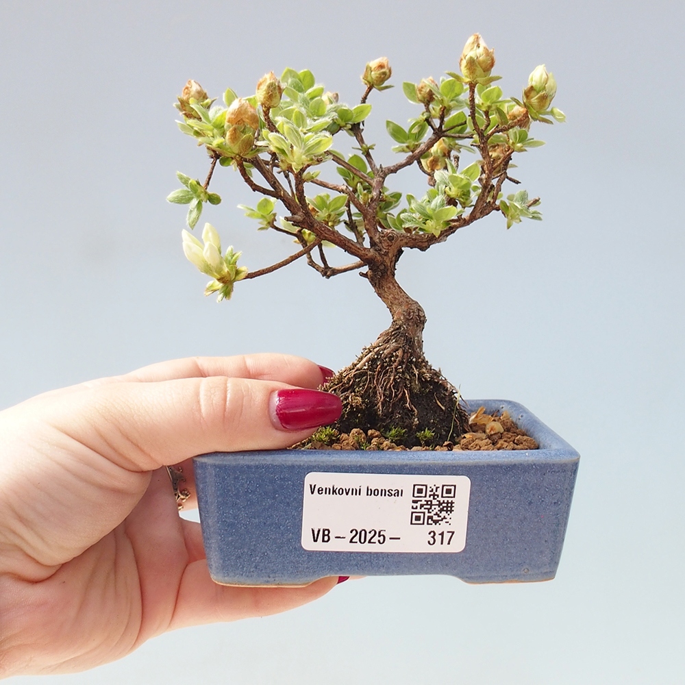 Venkovní bonsai - Rhododendron indicum - Japonská azalka