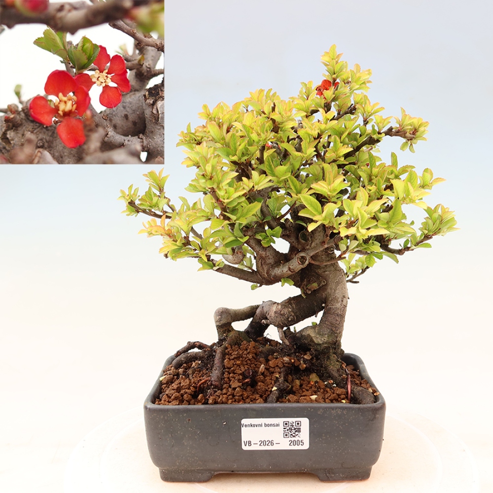 Venkovní  bonsai -  Chaneomeles speciosa Chojubai - Kdoulovec ozdobný