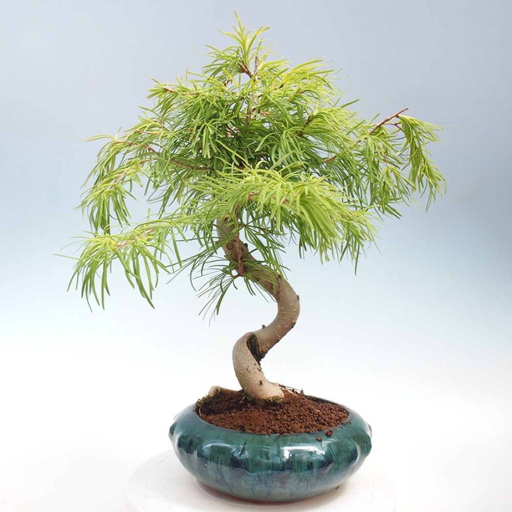 Venkovní bonsai - Pamodřín - Pseudolarix amabis
