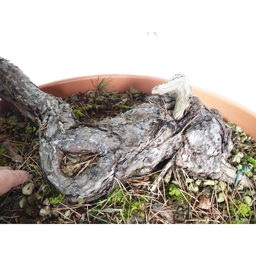 Yamadori - Pinus sylvestris - Borovice lesní - Španělsko