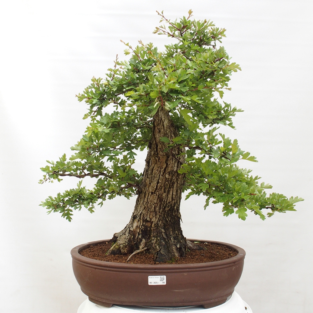Venkovní bonsai - Hloh - Crataegus monogyna