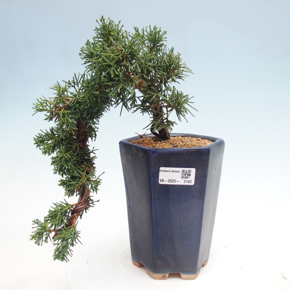 Venkovní bonsai - Juniperus chinensis Kishu -Jalovec čínský