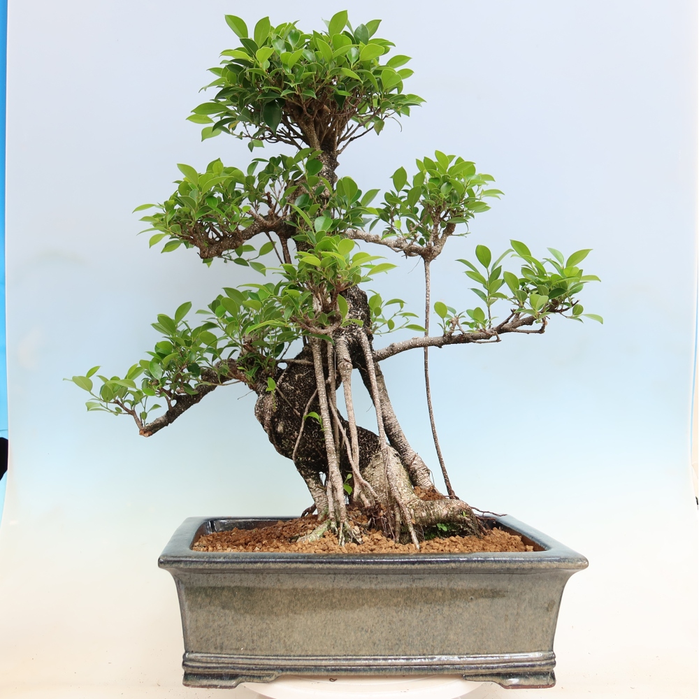 Pokojová bonsai - Ficus kimmen -  malolistý fíkus