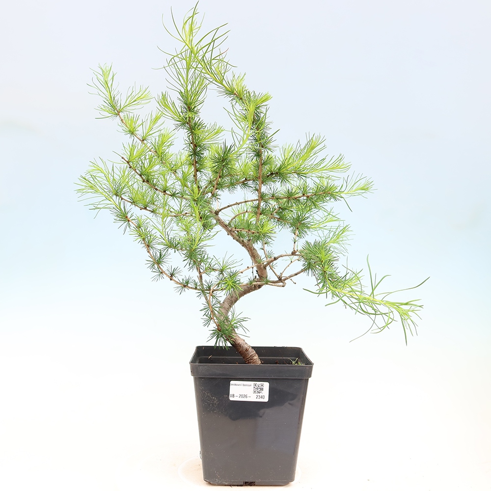 Venkovní bonsai -Larix decidua - Modřín opadavý 