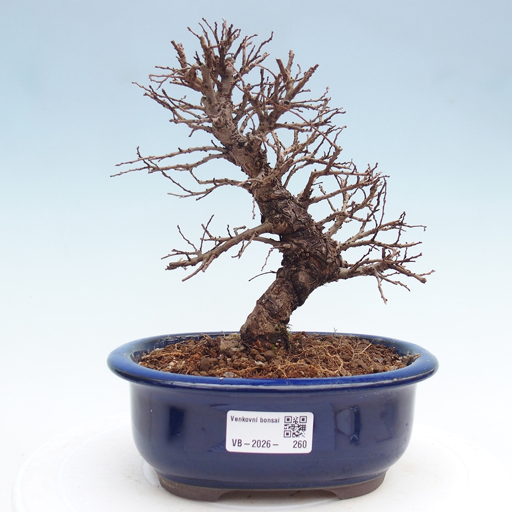 Venkovní bonsai - Zelkova - Zelkova NIRE