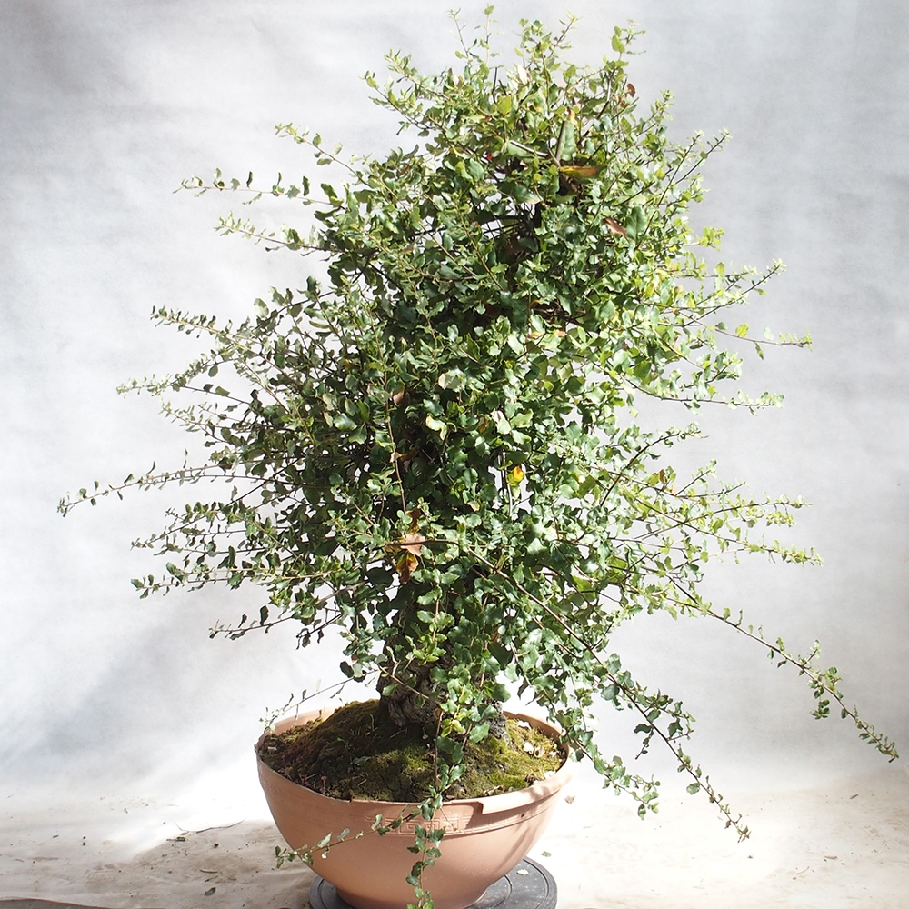 venkovní bonsai Quercus suber - Korkový dub