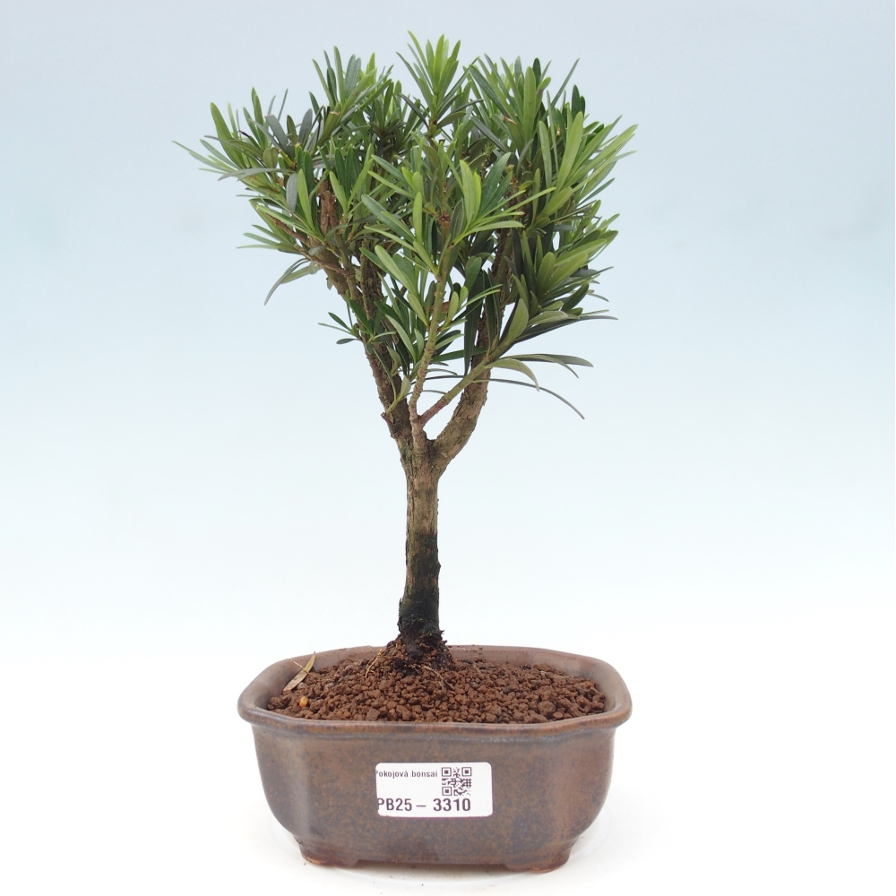 Pokojová bonsai - Podocarpus - Kamenný tis
