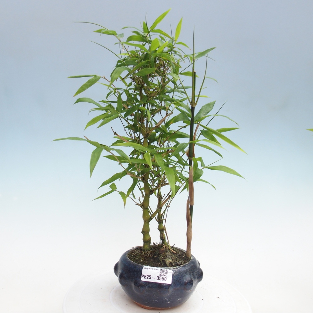 Pokojová bonsai - Bambus budha-Bambus budhovo břicho