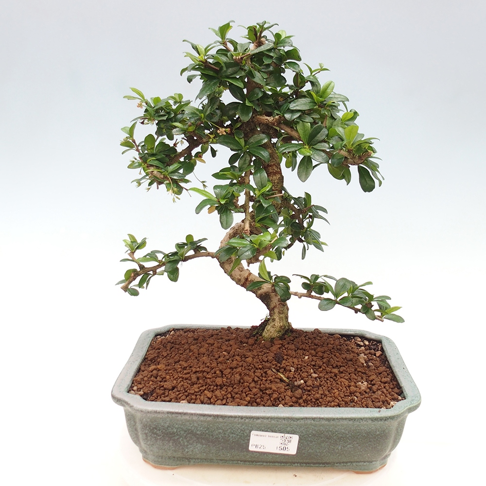 Pokojová bonsai - Carmona macrophylla - Čaj fuki