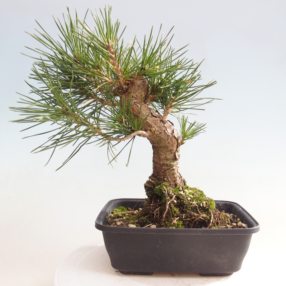 Venkovní bonsai - Pinus thunbergii - Borovice thunbergova