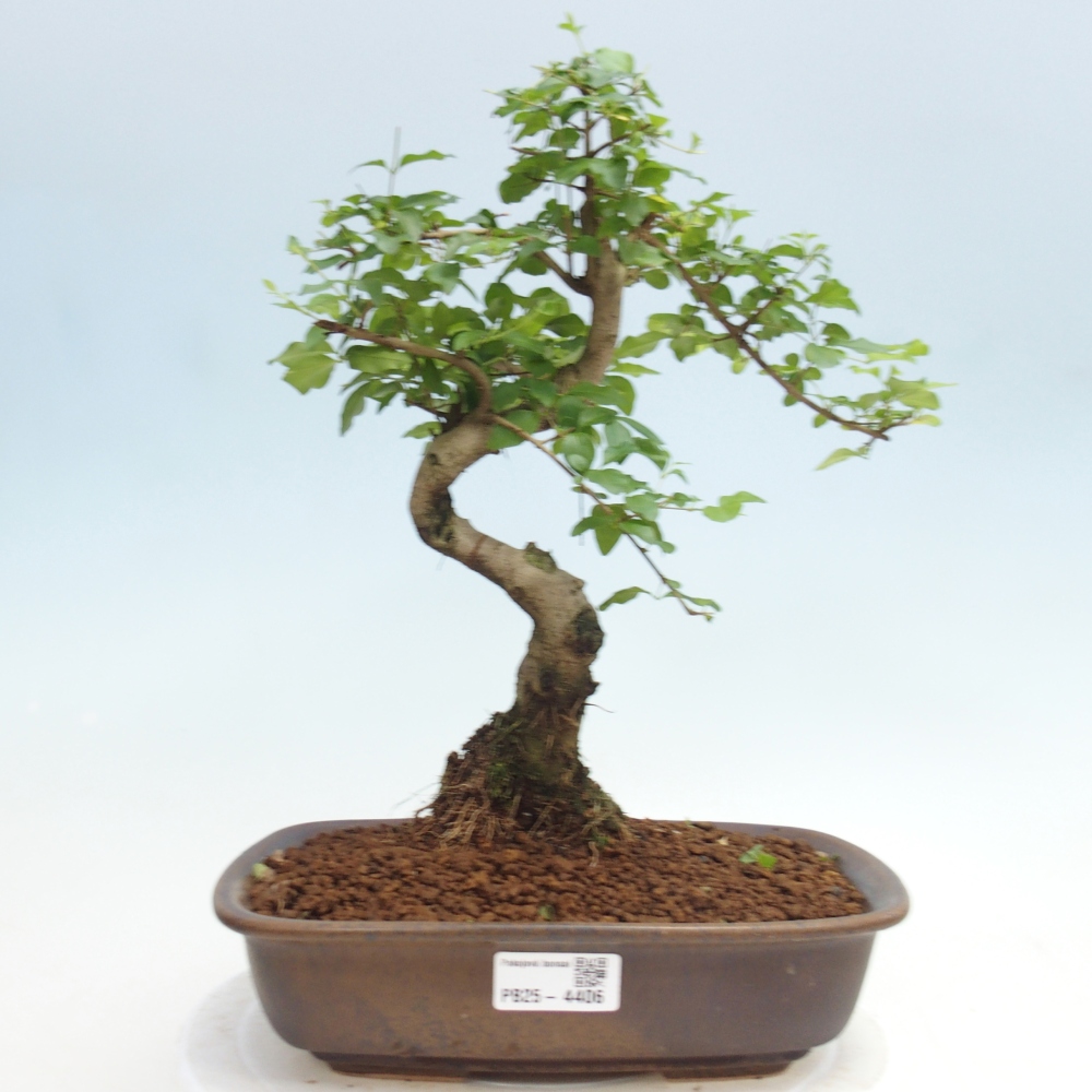 Pokojová bonsai -Ligustrum chinensis - Ptačí zob