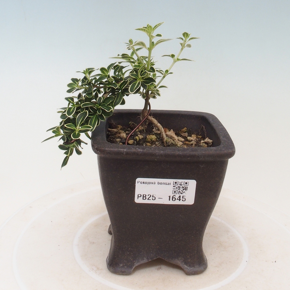 Pokojová bonsai - Serissa foetida Variegata - Strom tisíce hvězd