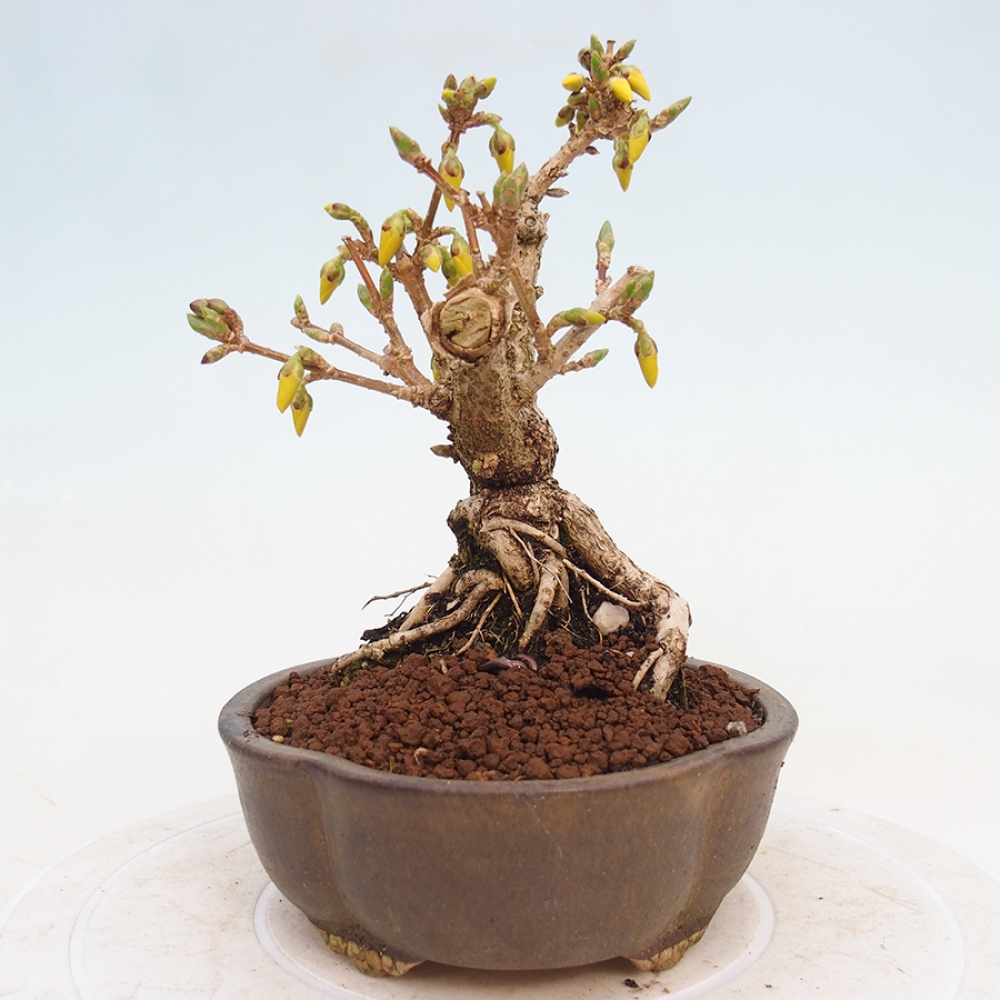 Venkovní bonsai - Zlatice - Forsythia intermedia 