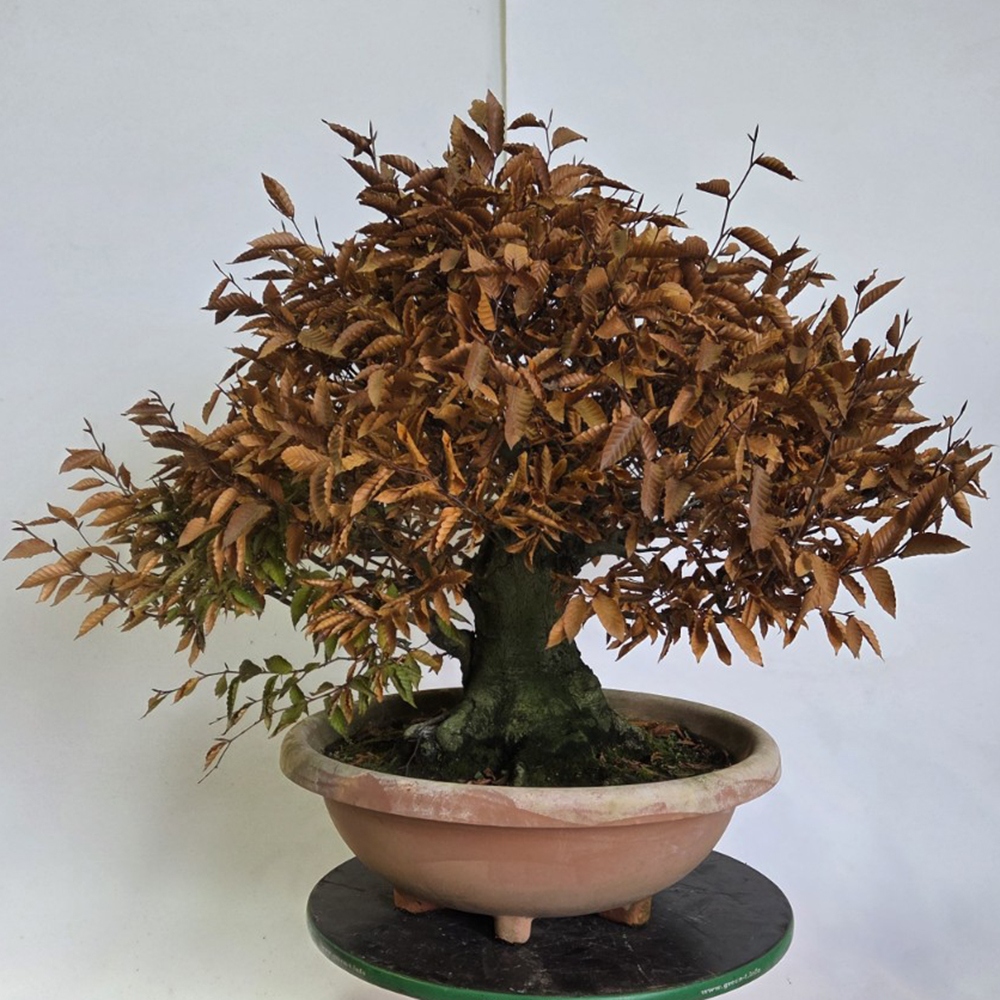 Venkovní bonsai - Fagus crenata