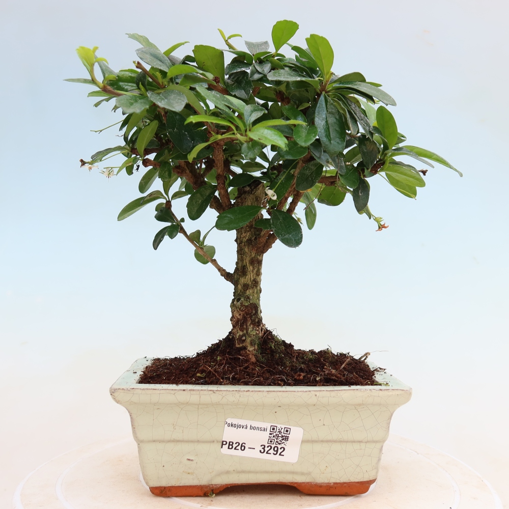 Pokojová bonsai - Carmona macrophylla - Čaj fuki