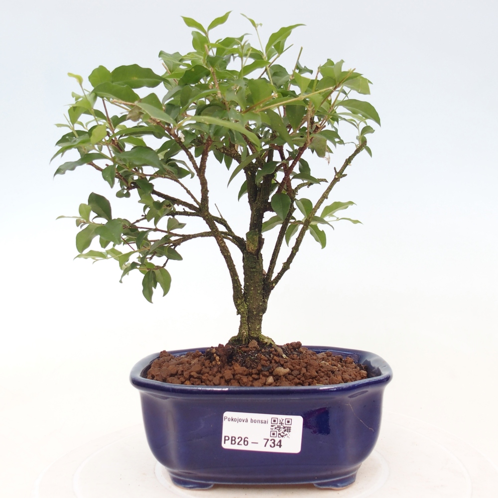 Pokojová bonsai - Malpighia coccigera- Barbdorská třešeň