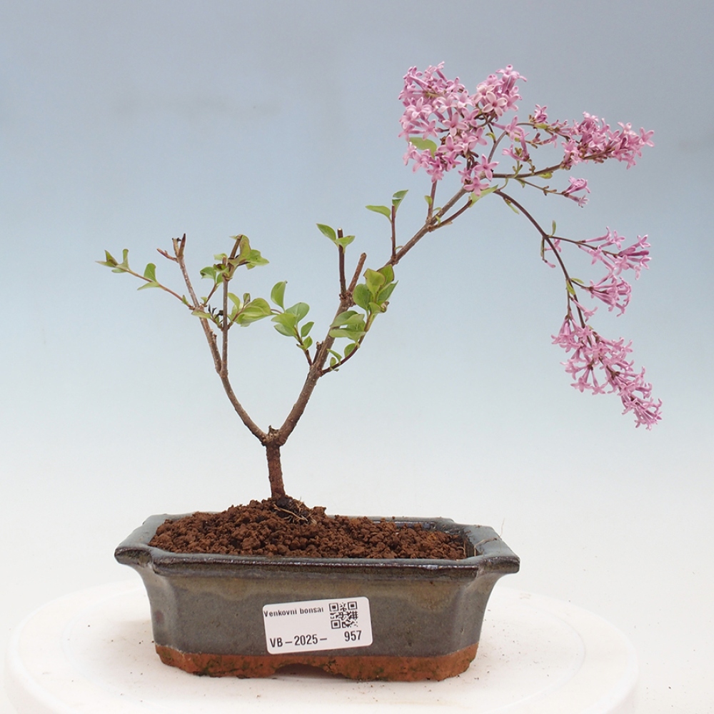 Venkovní bonsai - Syringa Meyeri Palibin - Šeřík Meyerův