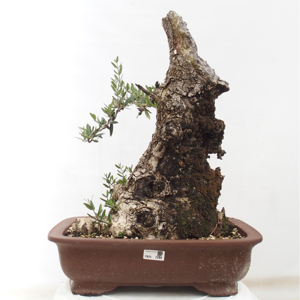 Pokojová bonsai - Olea europaea sylvestris -Oliva evropská drobnolistá