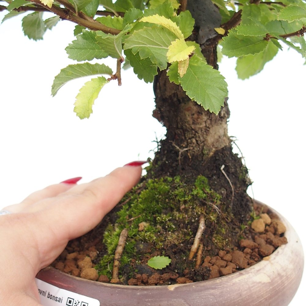 Venkovní bonsai - Zelkova - Zelkova NIRE