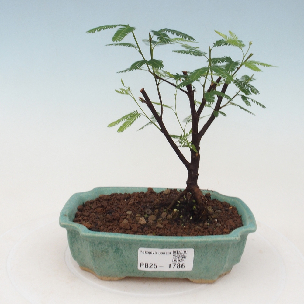 Pokojová bonsai-Calliandra surinamensis Dixie Pink - Kaliandra Suriámská