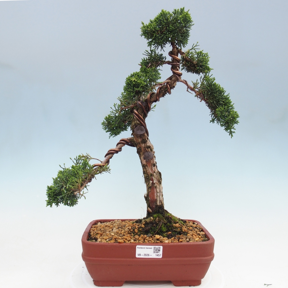 Venkovní bonsai - Juniperus chinensis Kishu -Jalovec čínský