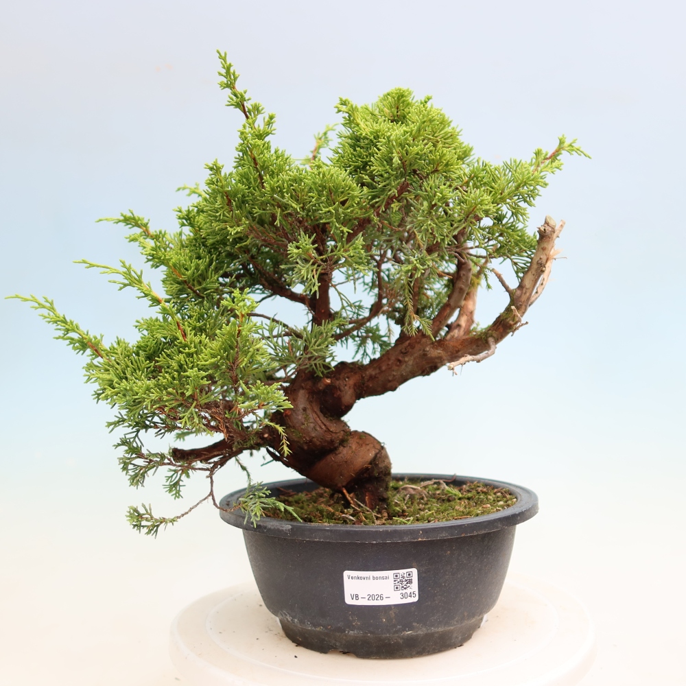 Venkovní bonsai - Juniperus chinensis Itoigawa-Jalovec čínský