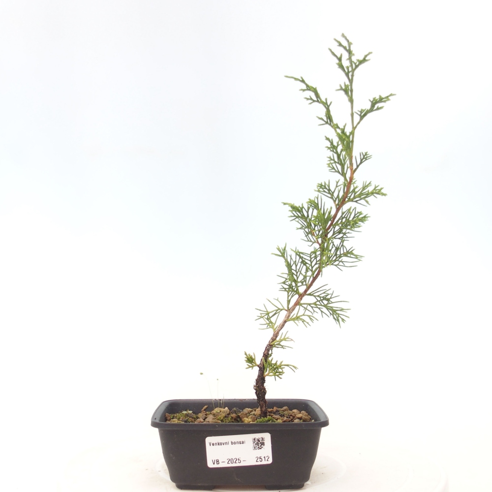 Venkovní bonsai - Juniperus chinensis Itoigawa -Jalovec čínský