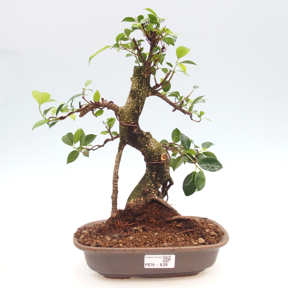 Pokojová bonsai - Ficus kimmen -  malolistý fíkus
