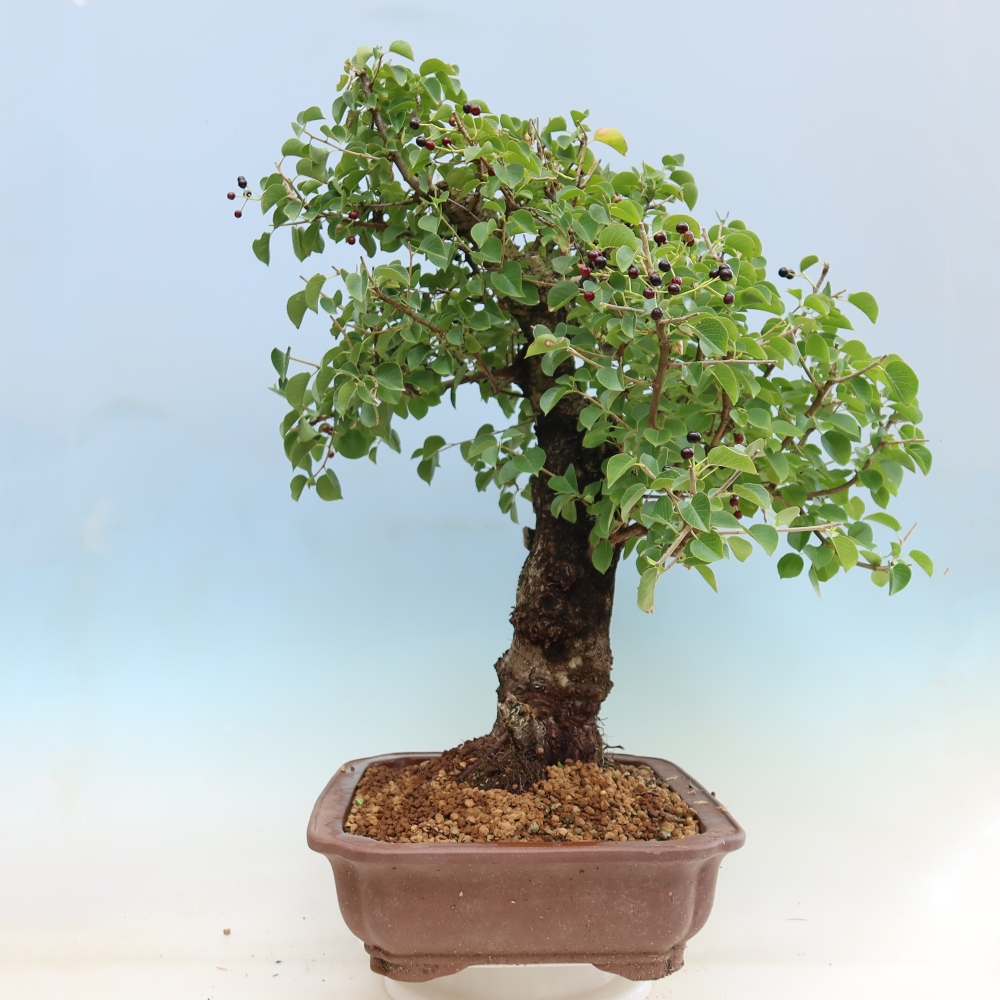Venkovní bonsai - Mahalebka - Prunus mahaleb