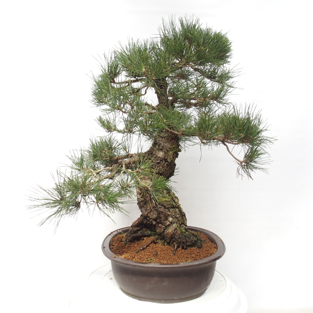 Venkovní bonsai - Pinus thunbergii - Borovice thunbergova