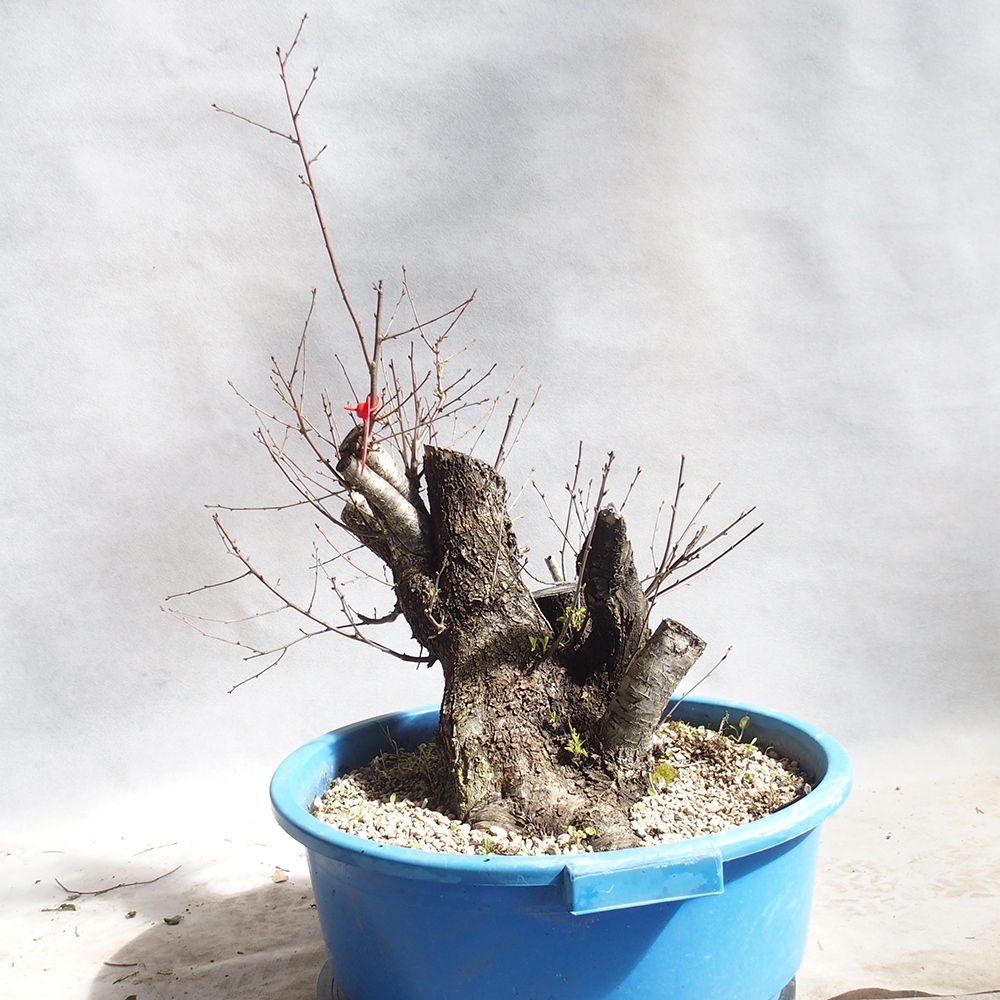Venkovní bonsai -Mahalebka - Prunus mahaleb