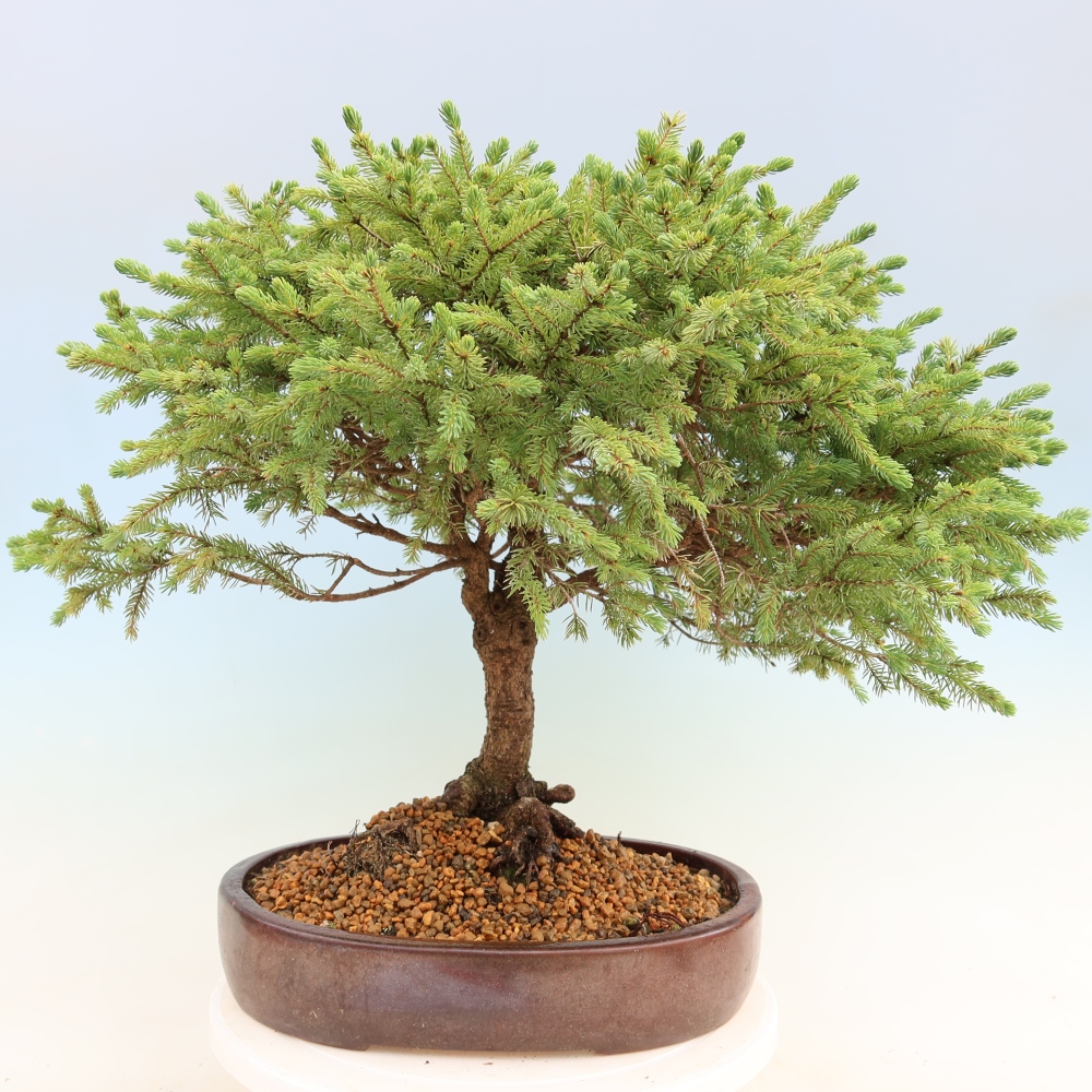 Venkovní bonsai - Picea glauca Echiniformis – Smrk sivý