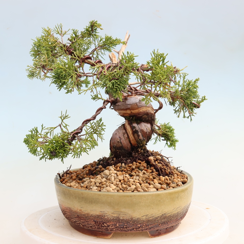 Venkovní bonsai - Juniperus chinensis Itoigawa-Jalovec čínský