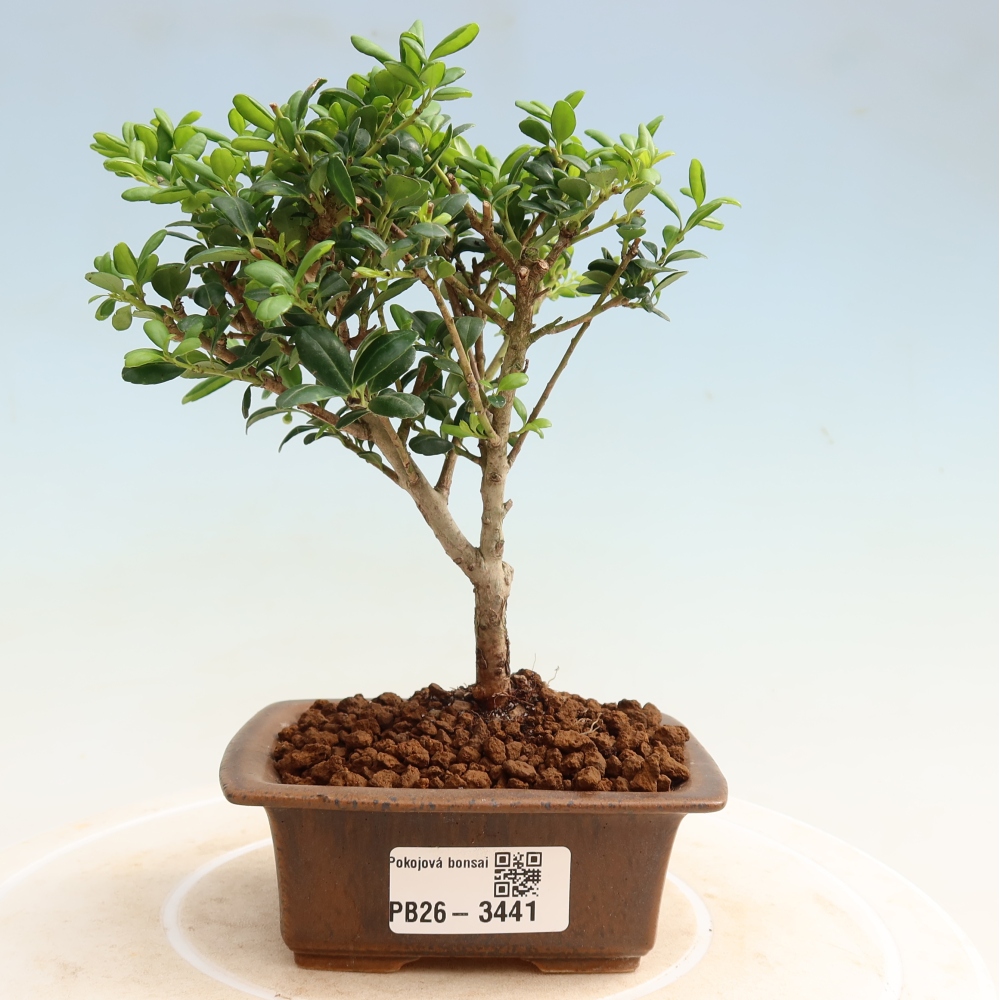 Pokojová bonsai - Ilex crenata - Cesmína