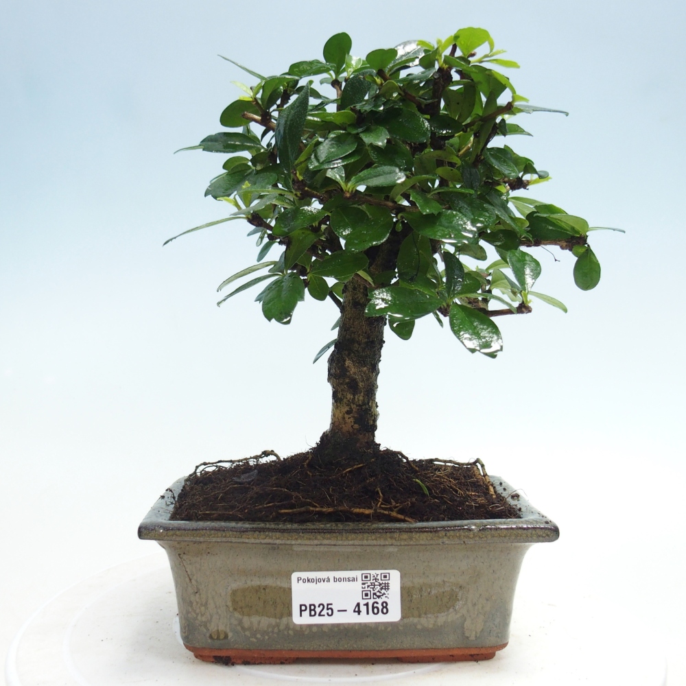 Pokojová bonsai - Carmona macrophylla - Čaj fuki