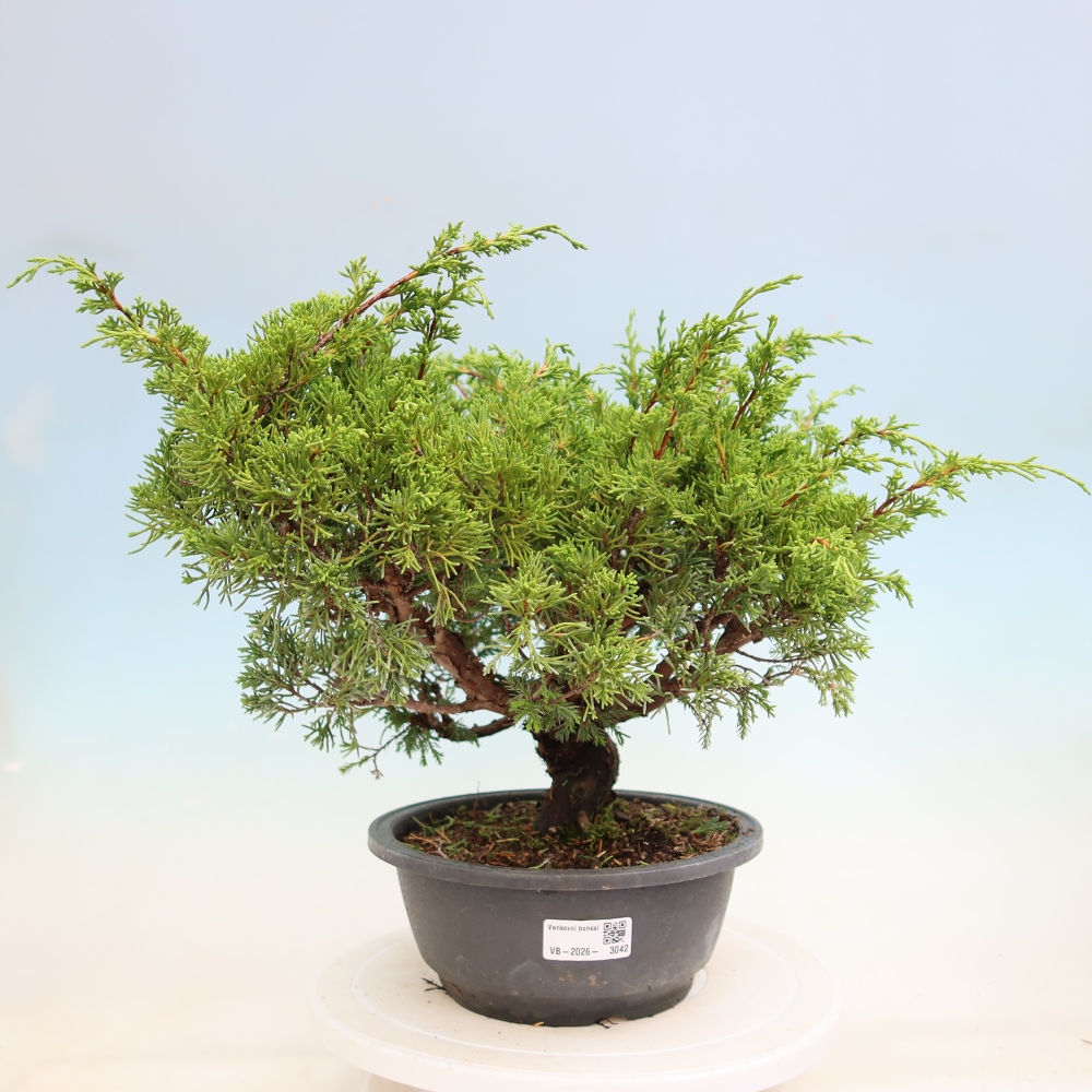 Venkovní bonsai - Juniperus chinensis Itoigawa-Jalovec čínský
