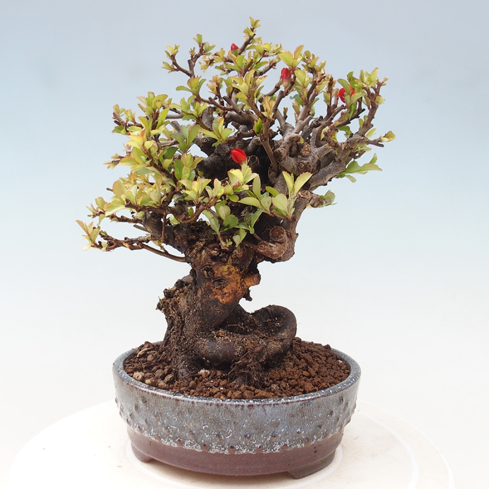 Venkovní  bonsai -  Chaneomeles speciosa - Kdoulovec ozdobný