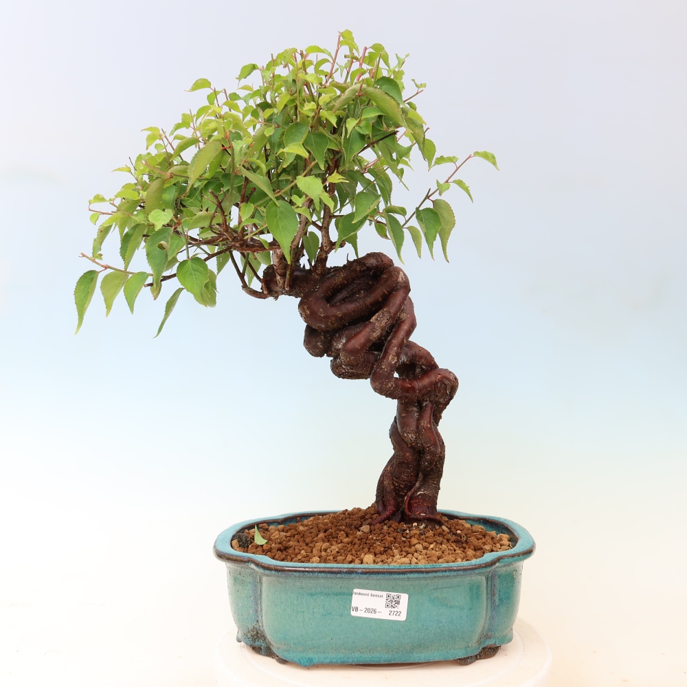 Venkovní bonsai -Japonská meruňka - Prunus Mume