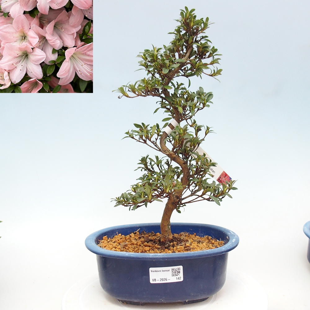 Venkovní bonsai - Japonská azalka - Azalea Jukokan