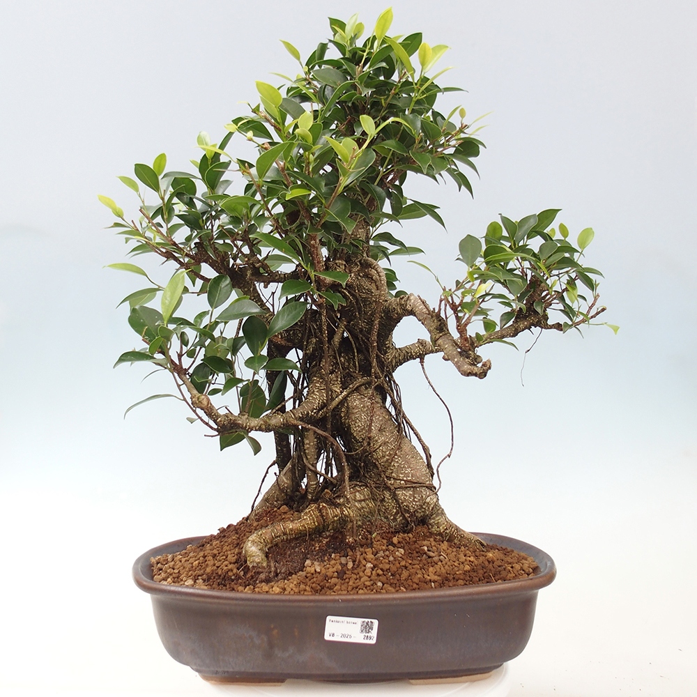 Pokojová bonsai - Ficus kimmen -  malolistý fíkus - POUZE OSOBNÍ ODBĚR nebo paletová přeprava