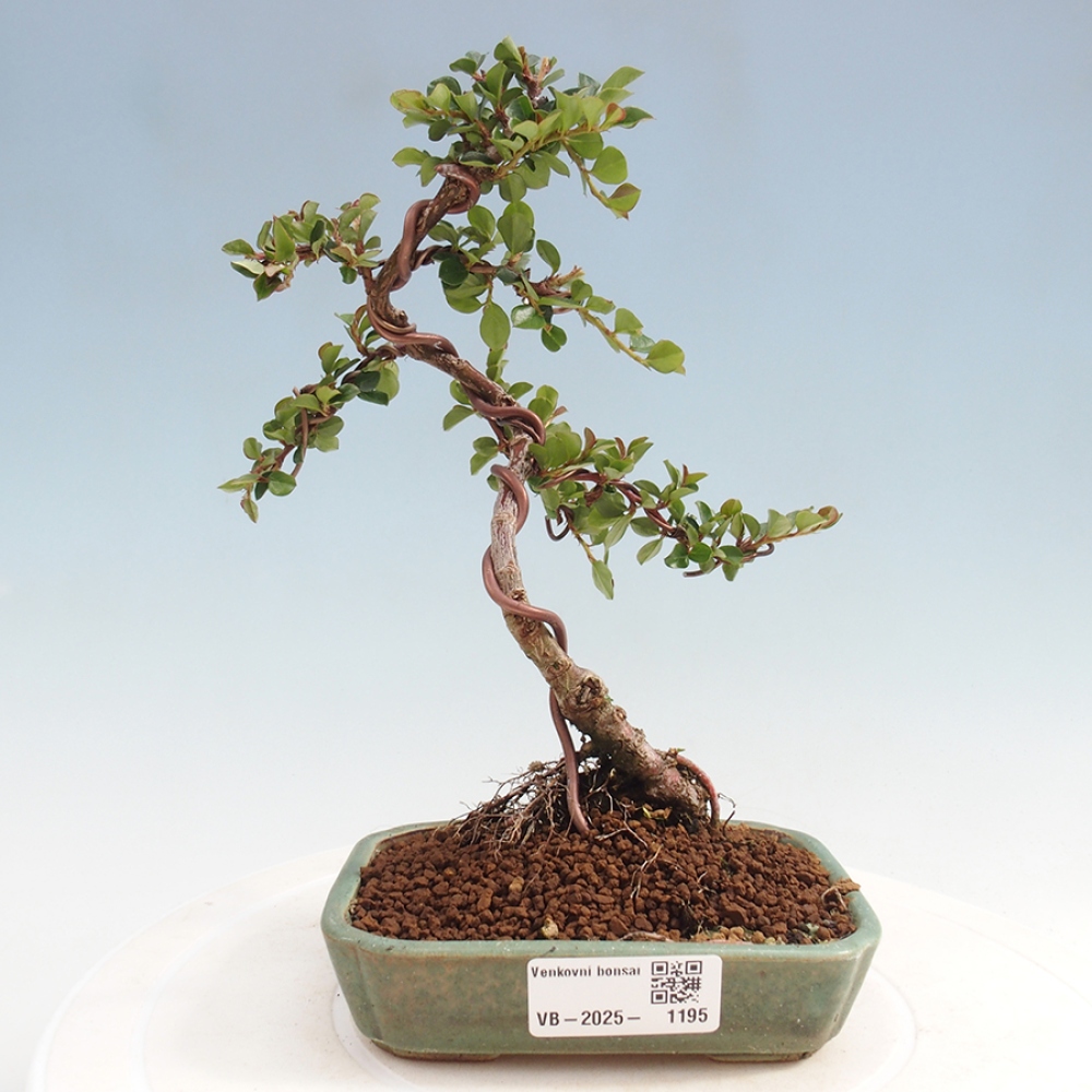 Venkovní bonsai-Cotoneaster horizontalis - Skalník