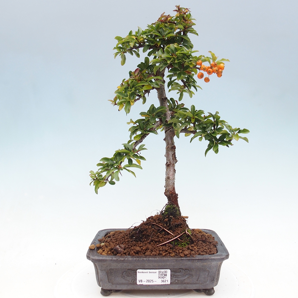 Venkovní bonsai-Pyracanta Teton -Hlohyně