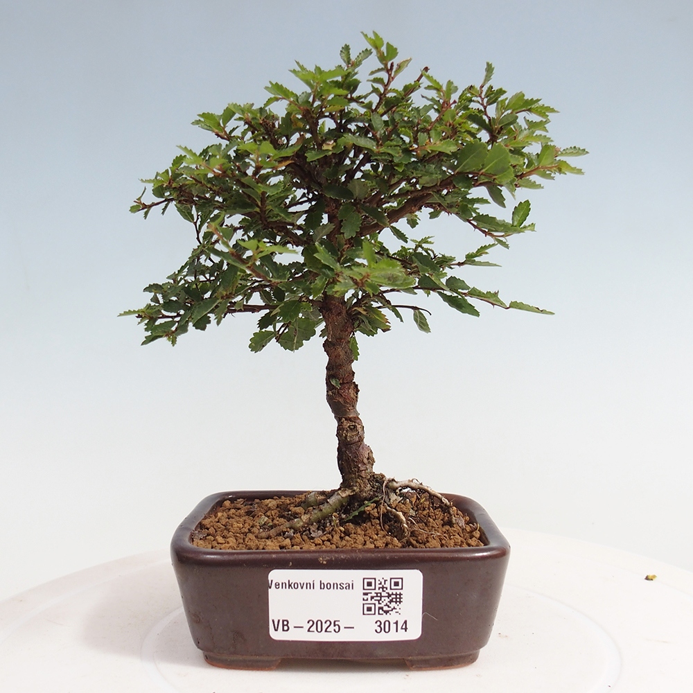 Venkovní bonsai - Ulmus parvifolia Sagei - Malolistý jilm