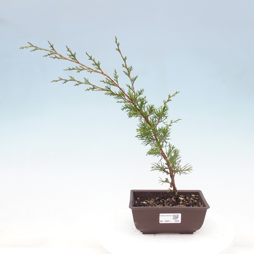 Venkovní bonsai - Juniperus chinensis Itoigawa -Jalovec čínský